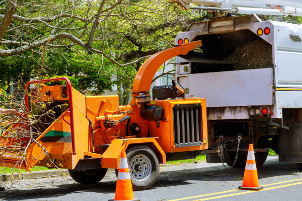 Best Tree Disease Treatment  in Soddy Daisy, TN